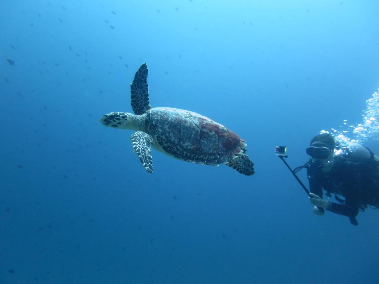 South Ari Dive Center Hotel Dhangethi Exterior foto